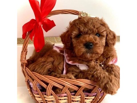 Aşılı pasaportlu mikroçipli toypoodle yavrularımız 
