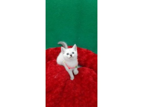 Blue point british shorthair yavrumuz