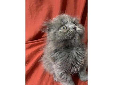 Ankara içi scottish fold yavrum sahiplendirilecektir