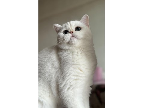 Kocaman masmavi gözlü silver british shorthair