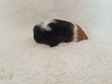 Guinea pig bebekler
