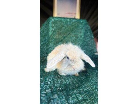 Hollanda lop ve cüce tavşanlarımız