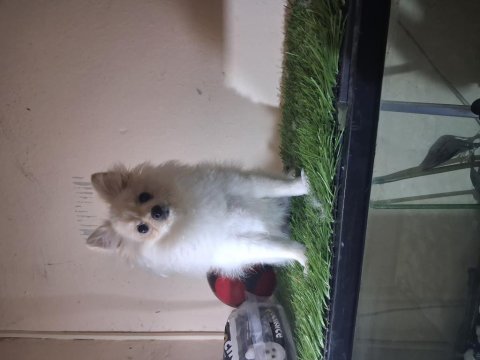 Pomeranian boo teacup