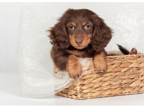 Safkan longhair mini dachshund yavrular