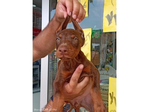 Doberman yavrular 19/05 doğumlu cipli karneli