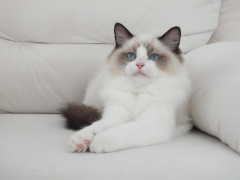 Full şecereli ragdoll yavruları