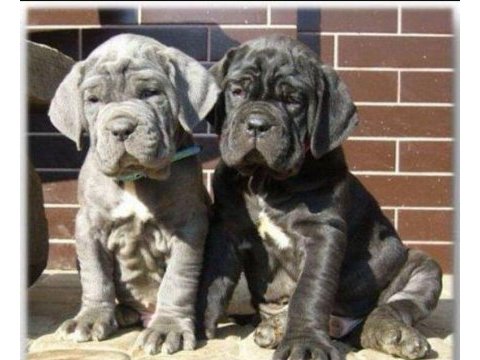 Cam gözlü cane corso yavrular