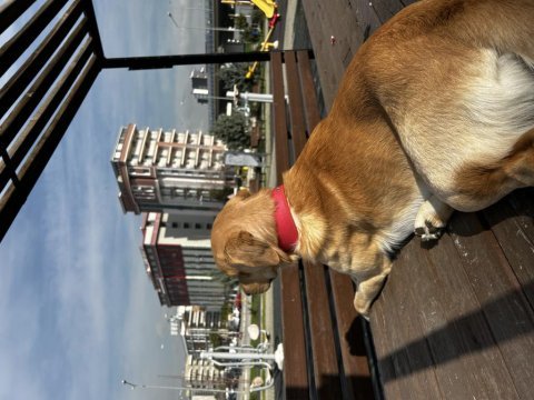Labrador erkek oyuncu