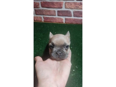 French bulldog yavrularım