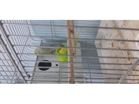 Yerli rainbow çift muhabbet kuşu
