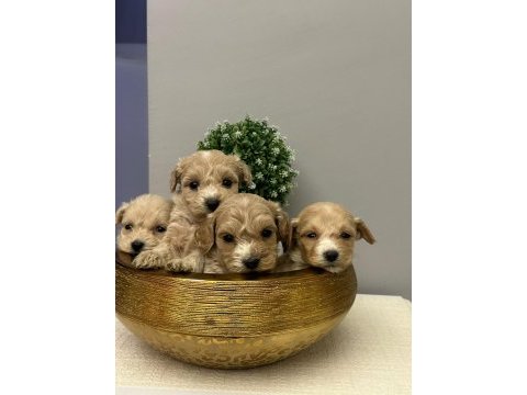 Maltipoo bebekler