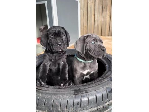 Evinizin yeni üyesi cane corso kapıda ödeme vardır