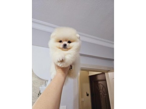 Pomeranian boo yavrular