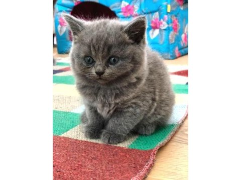2 aylık british longhair