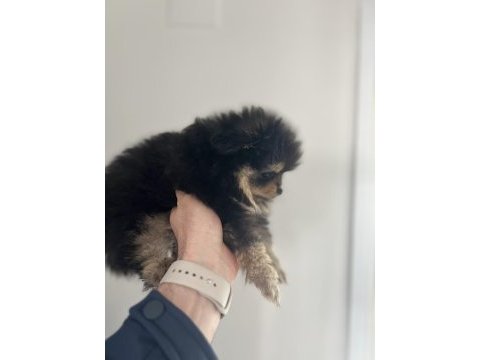 Bölgenin en iyi ve en kaliteli saf pomeranian ırkı