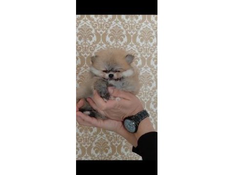 Show kalite pomeranian boo