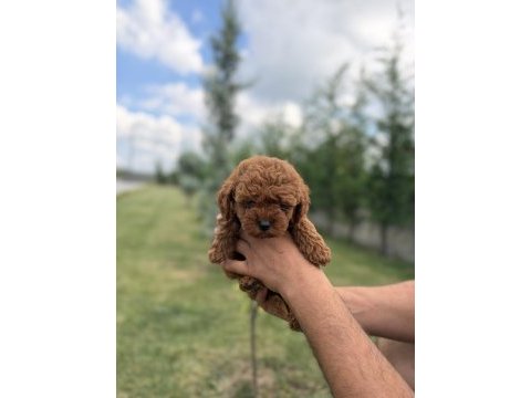 Toy poodle 2 aylık