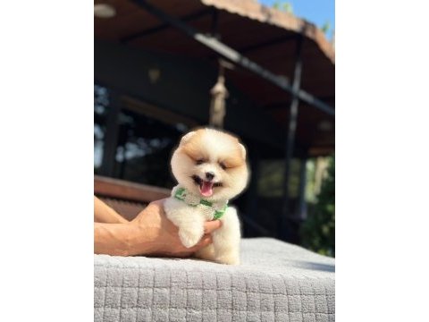Party color pomeranian boo yavrumuz