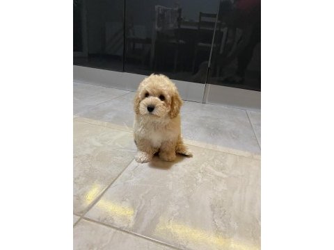 Orijinal maltipoo yavru terrier melezi değil