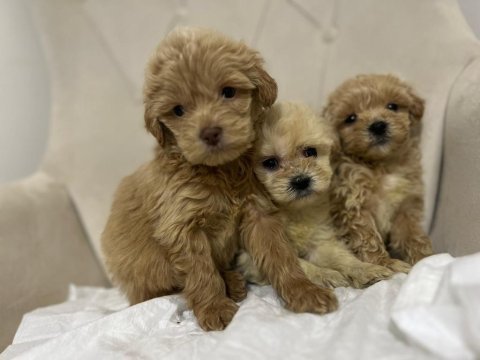 Maltipoo kapıda ödeme ve kredi kartı imkânı mevcuttur