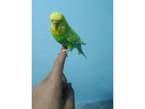 Ele alışkın jumbo muhabbet kuşu