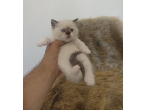 Show kalite british shorthair yavrular ailelerini arıyor