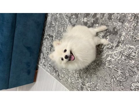 Pasaportlu pomeranian 6 aylık