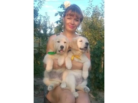 Golden retriever gelip görerek alabilirsiniz