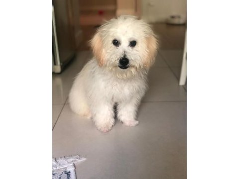 Afacan maltipoo erkek