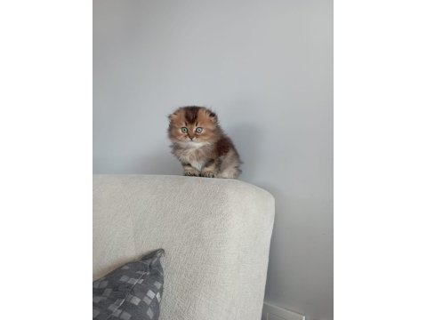 Scottish fold longhair