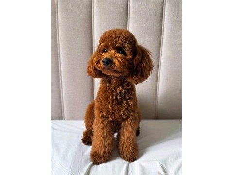 Acil uygun 14 aylık poodle