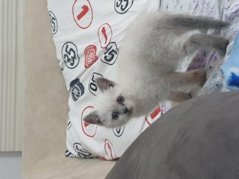 50 günlük erkek british shorthair