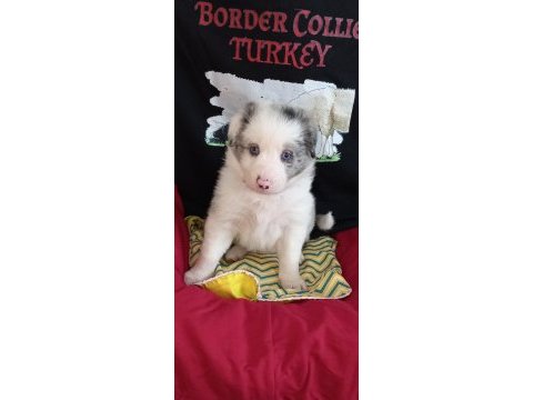 Merle border collie bebeklerimiz