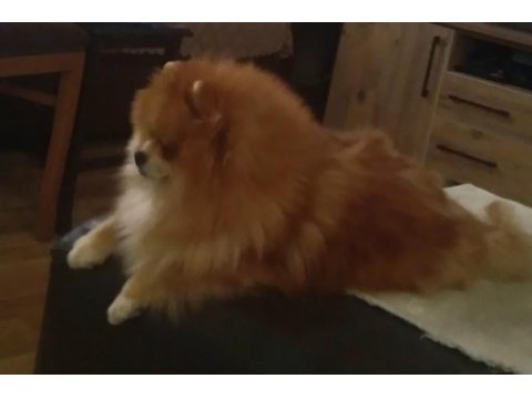 2 erkek ve 1 dişi yavru pomeranian