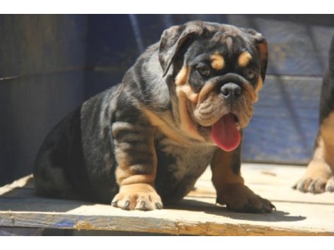 Renkli bulldog çocuklar
