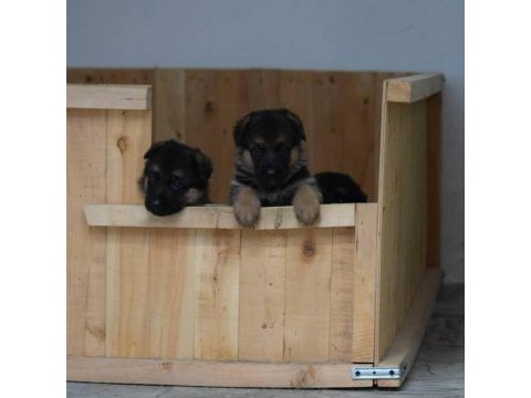Alman çoban köpeği yavruları