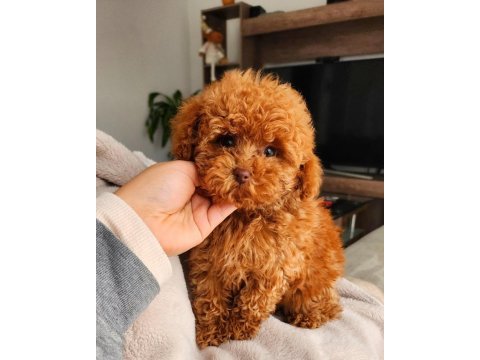 Sevimli toy poodle yavrular