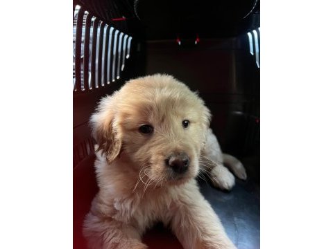 Çok acil 2 aylık harika golden retriever yavrumuz