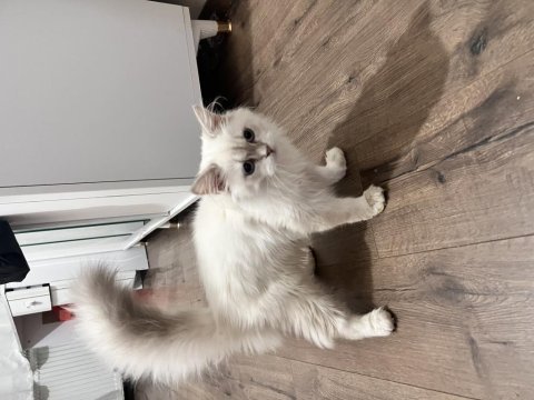 Ücretsiz british longhair kedisi