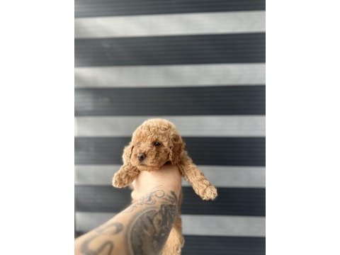 Kore kan red poodle