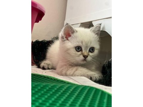 British shorthair yavru erkek dişi