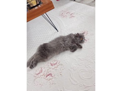 British longhair kedimiz lunaya bir damat arıyoruz