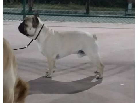 Fcı/kıf a şecere belgeli show class erkek french bulldog