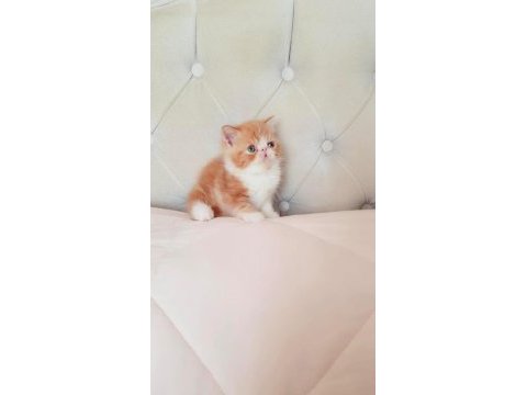 Bal böceği exotic shorthair