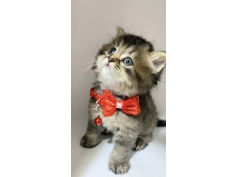 British longhair kar beyaz ve tabby yavrular