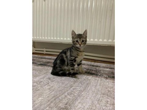 Sahiplendirme tekir kedimiz