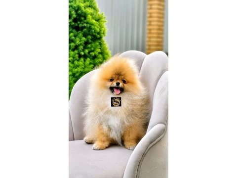 Pomeranian boo yavrularımız