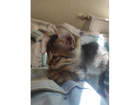 2 aylık bebek kedilere yuva olur musunuz