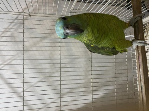 Yari evcil blue front amazon papağanı