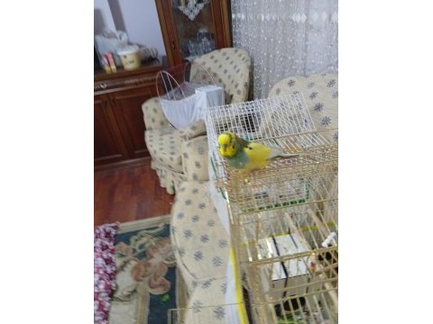 1,5 yaşında temiz bakımlı yerli erkek muhabbet kuşu